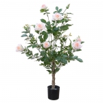  Rozenplant h100cm  (tijdelijk uitverkocht) 